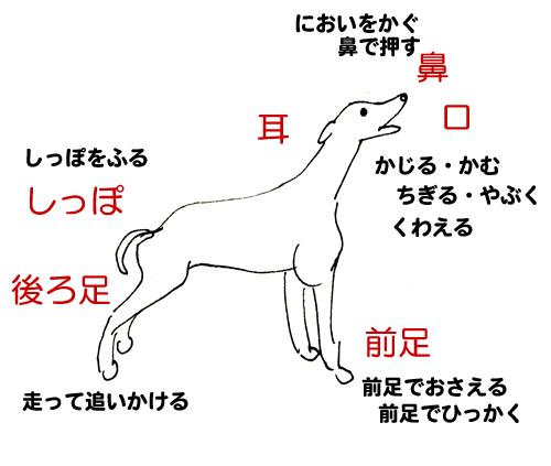 犬の様子を観察しよう 手作りおもちゃで犬と遊ぼう